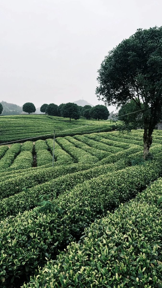 chenqj86's tweet photo. Tea gardens in Quzhou https://t.co/3gd1rCFlsd