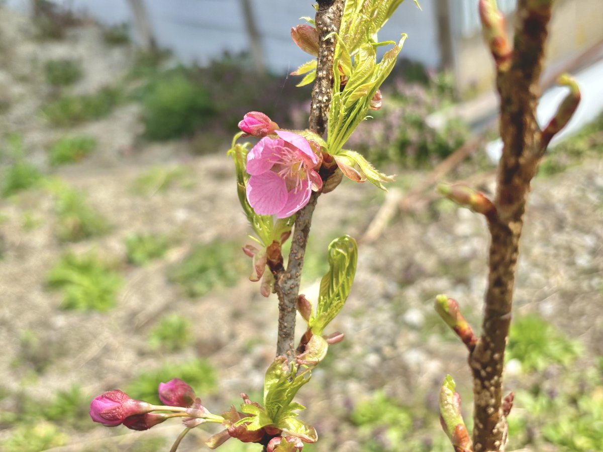 urayasu86's tweet photo. 庭に植えた河津桜が今日一輪咲き始めてた
濃いピンクで綺麗だな🌸 https://t.co/gf9MM7mAdW