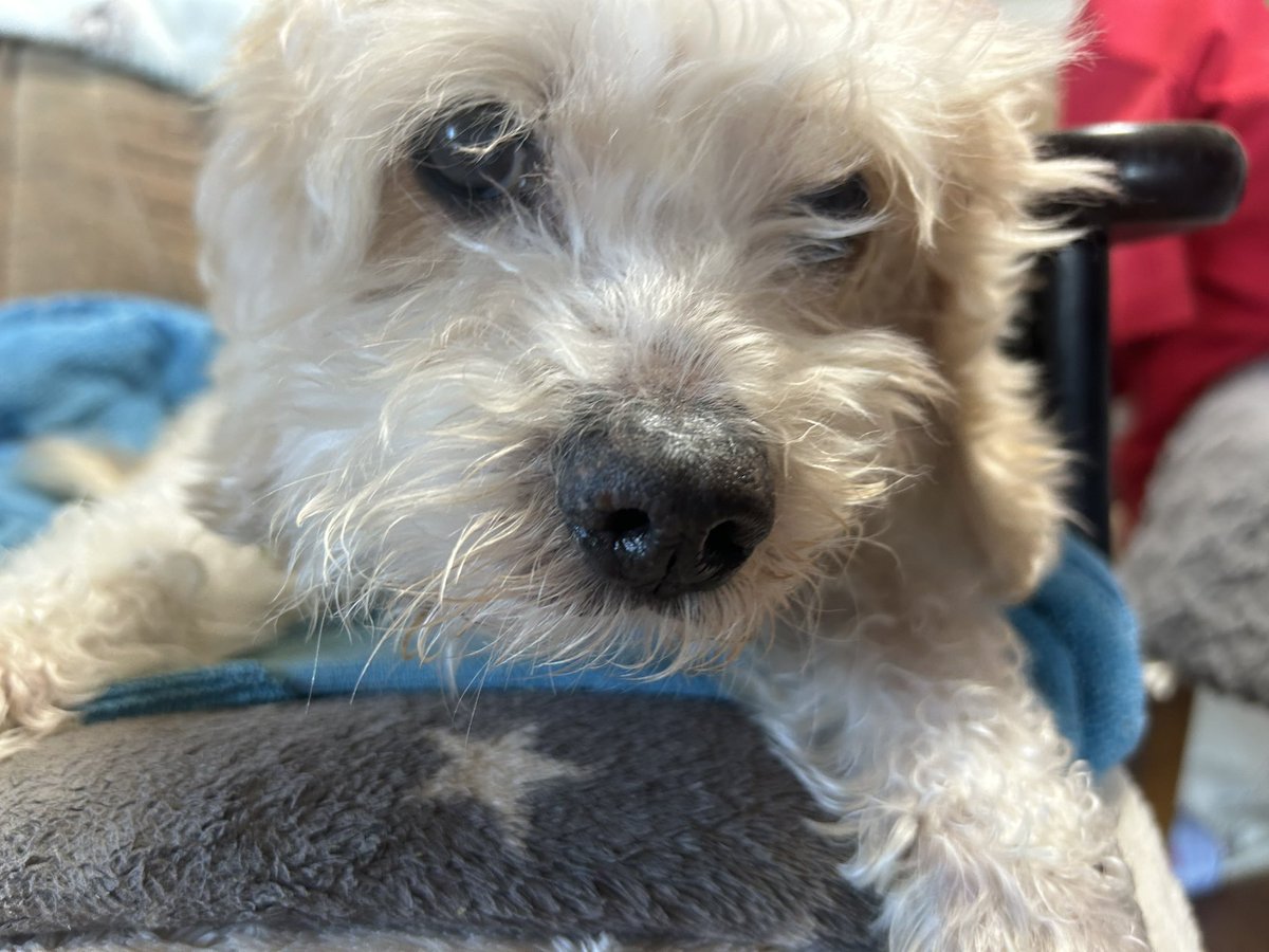 やよい tweet media