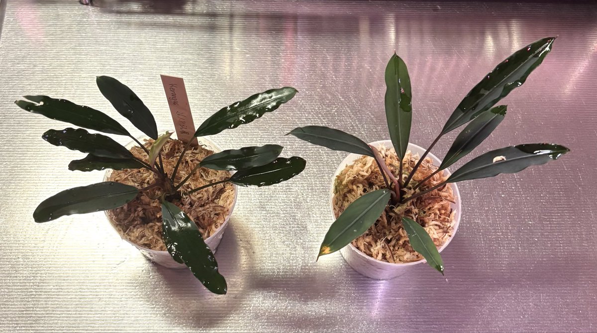 RYOKU33♂ tweet media