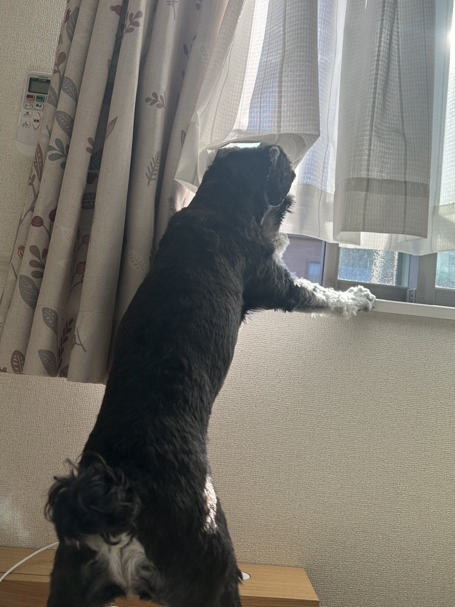 MRTrab1's tweet photo. わんこの毎朝の日課🐶
出勤する人々を窓から眺めて
小さくワンッと言ってます😅

さて、午後も頑張りましょう〜！ https://t.co/XjslFnVQnD