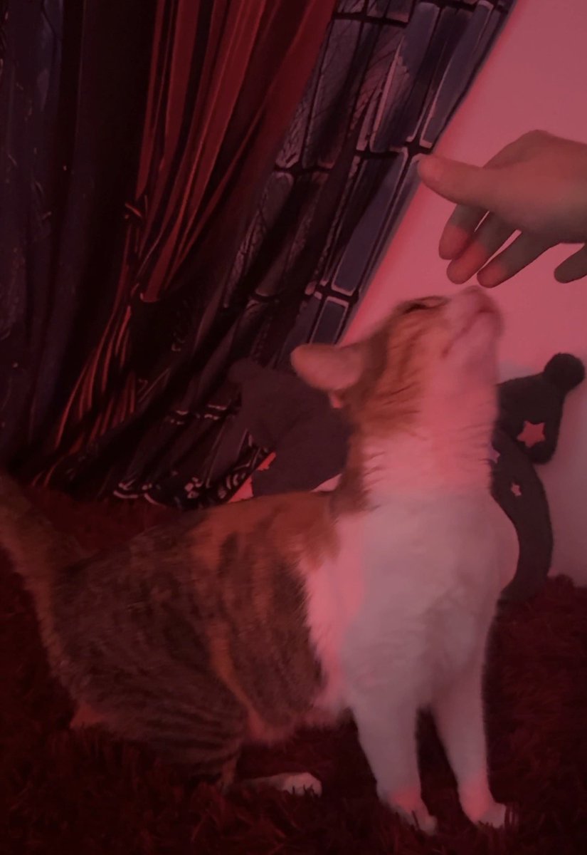 𝖊𝖑𝖋𝖆𝖓𝖊𝖋𝖋 tweet media