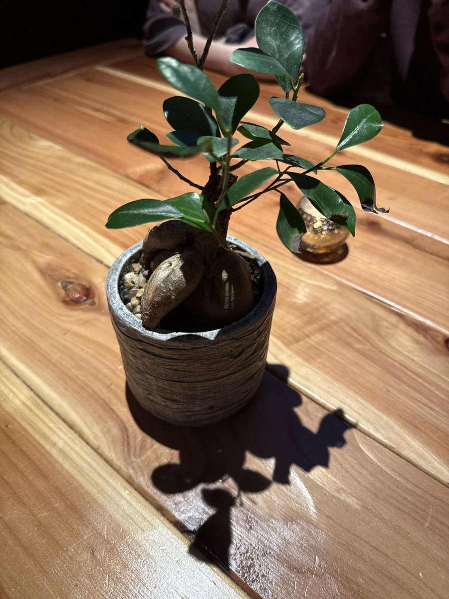 twerk4fun's tweet photo. Let this bonsai represent how I view myself. Thicc on the bottom, thin in the middle, and leafing with new opportunities for growth #opentonetwork https://t.co/grKcUubVB5