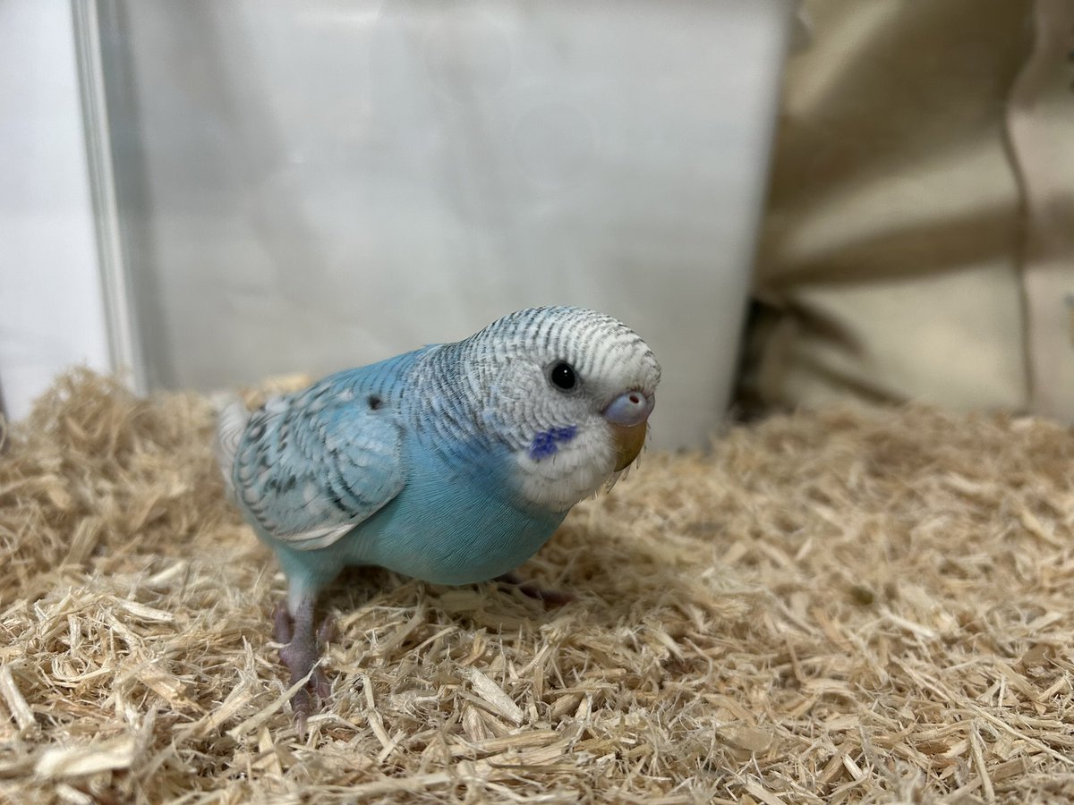 Pino715_'s tweet photo. 横須賀市でセキセイインコ(水色)のピノちゃん探してます。4/15の14時頃にお家からいなくなってしまいました。まだ4ヶ月くらいなのでそこまで大きくないです。もし見かけたり捕まえた方いましたらご連絡下さい。よろしくお願い致します。#横須賀市　#迷子　#インコ https://t.co/kbmmKzZGoN