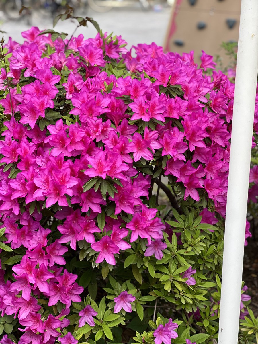 小林大河 tweet media