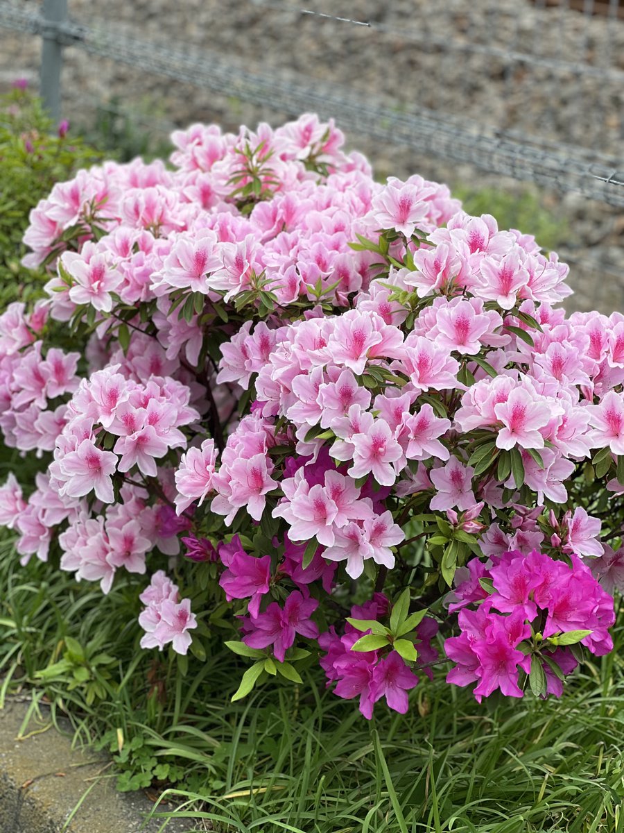 小林大河 tweet media