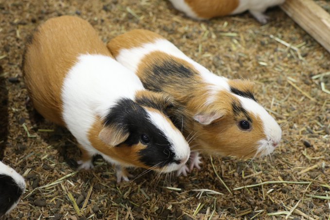 Guns Love Roses Fan tweet media