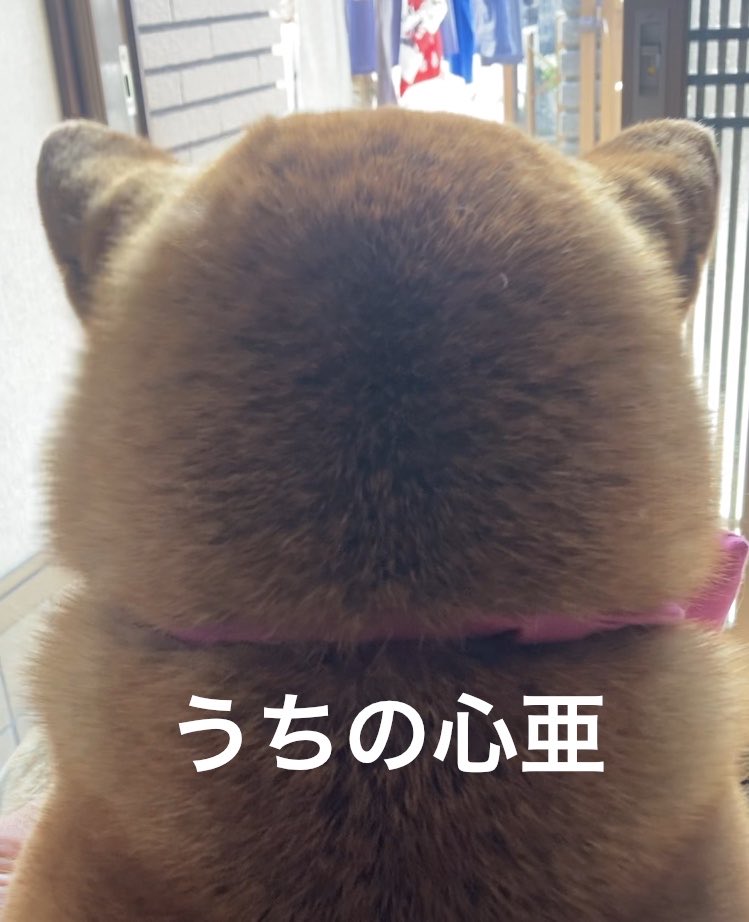 Takasan43228157's tweet image. 1枚目の写真はフジサファリパークの熊

2枚目の写真はうちの柴犬の心亜

なんか熊より熊っぽい後ろ姿な気もせんでもないが、、、。

#teddybear #dogsofinstagram #bear #心亜 #柴犬を崇めよ #柴犬との暮らし #shibainu