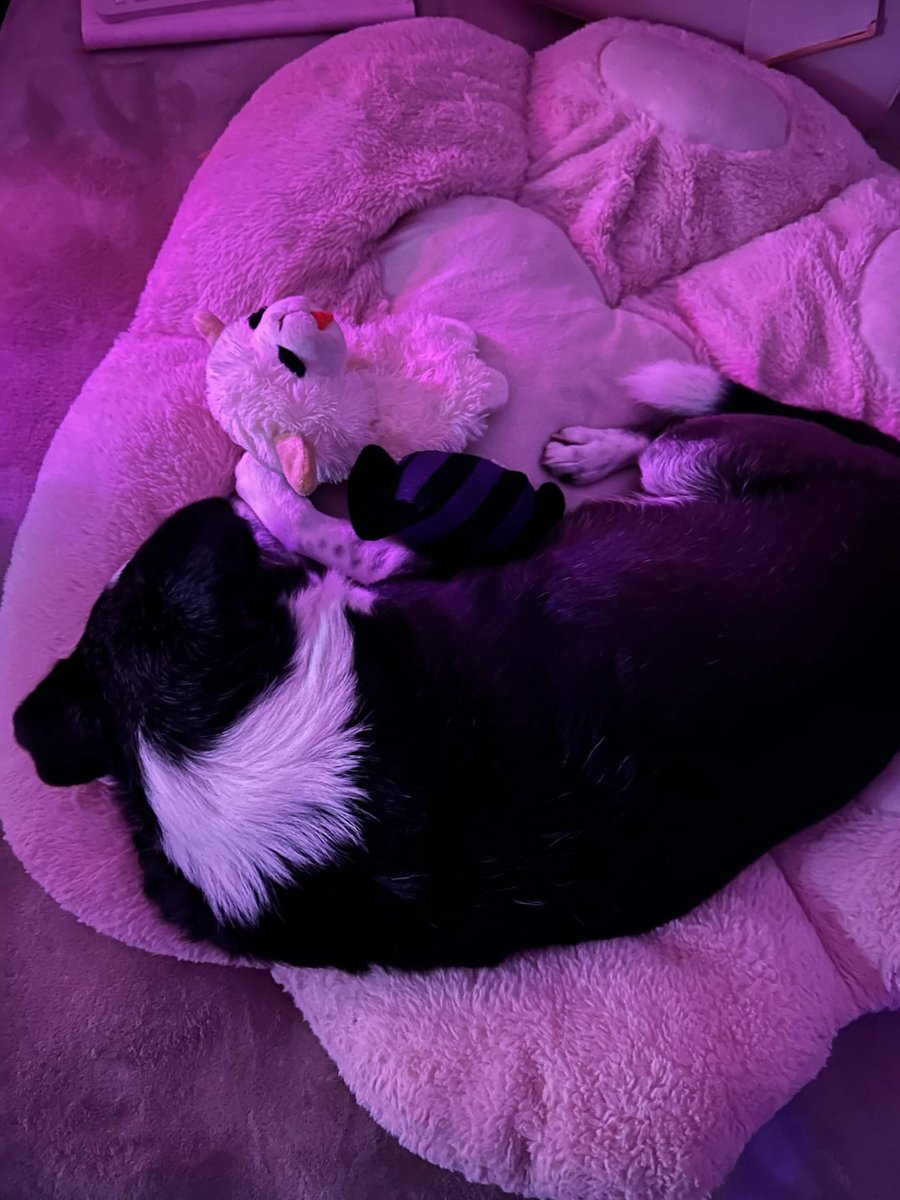 Hanami Momo 🌸 🌹【2.0 DEBUT 2026】 tweet media