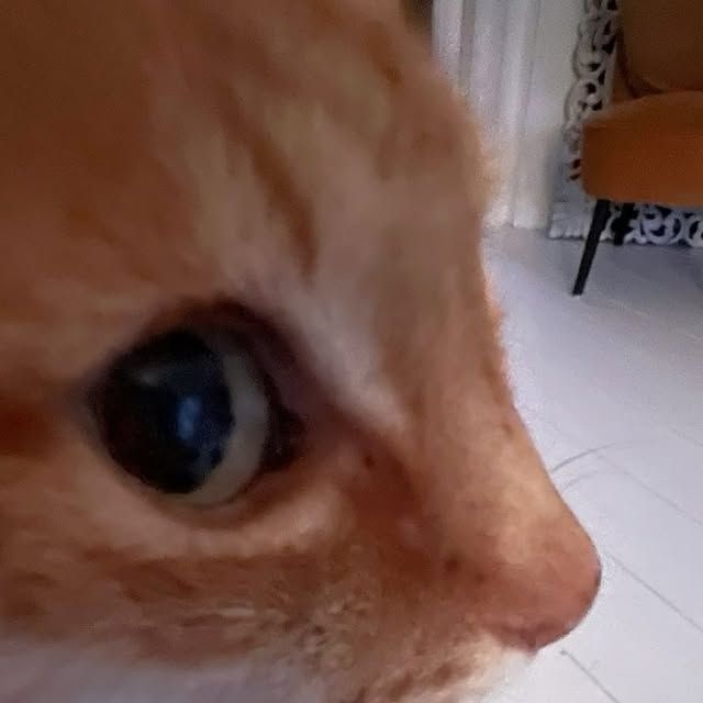 Gold king tweet media