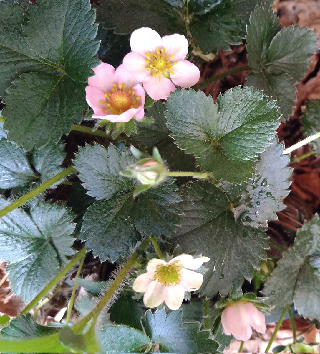 <a href="/hana_tougen/">桃源 華</a> 応援ありがとうございます！

そして、ミニプランターのイチゴの花に、色がついてきましたー(⁠*⁠´⁠ω⁠｀⁠*⁠)