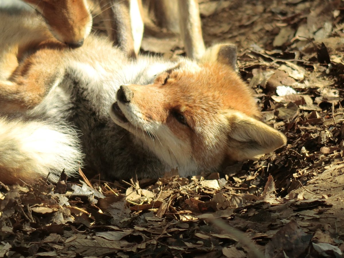 ポピー（ヒナゲシ）📍 tweet media