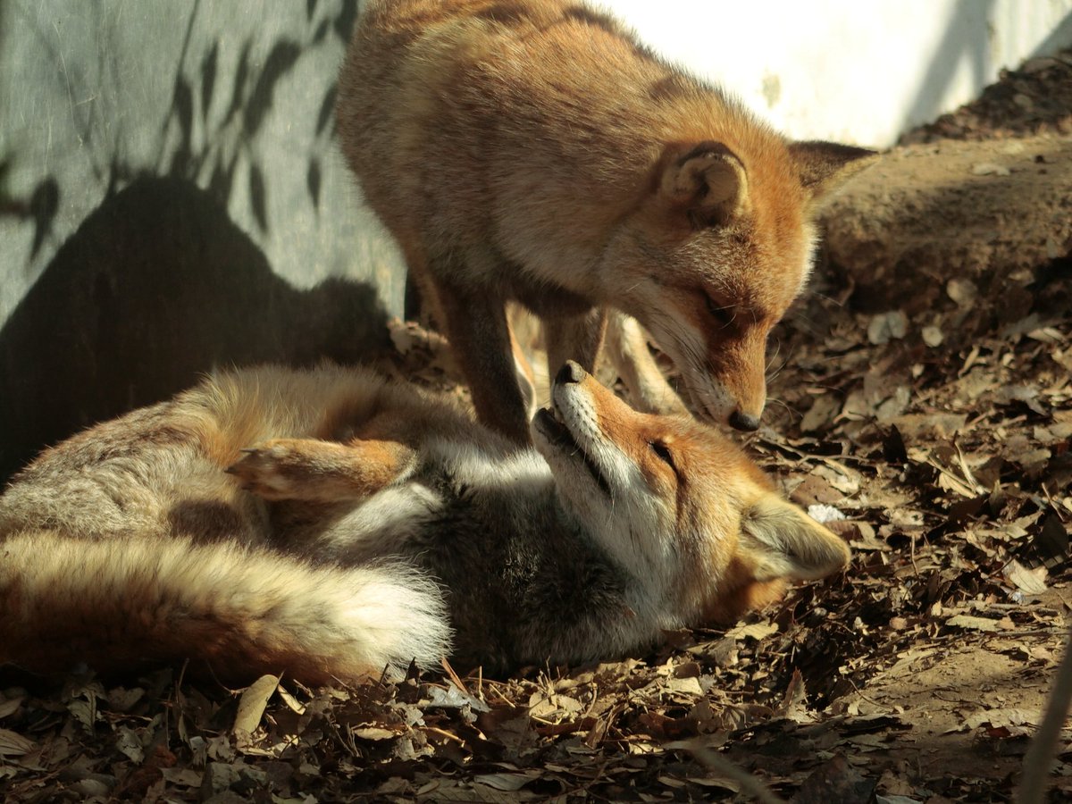 ポピー（ヒナゲシ）📍 tweet media