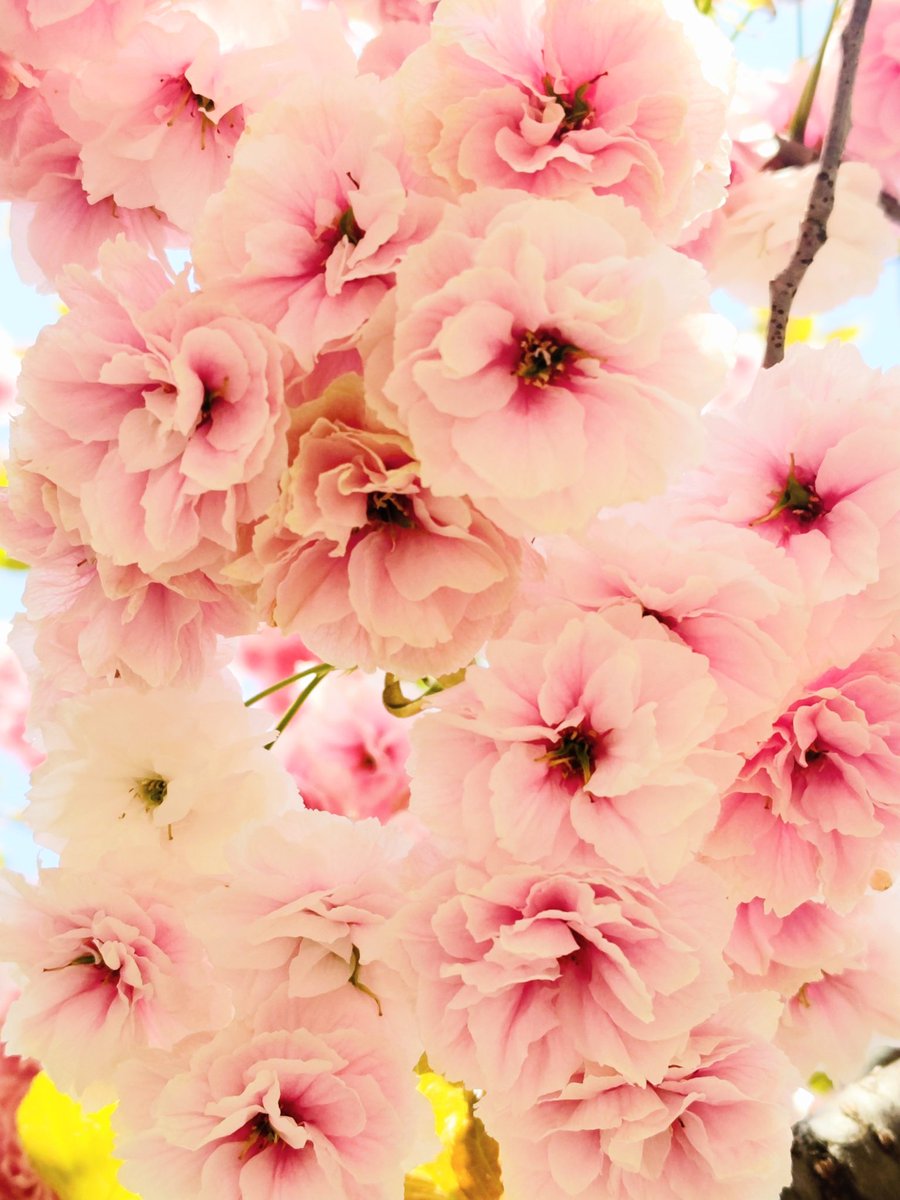 のほほんと🌸昼休み