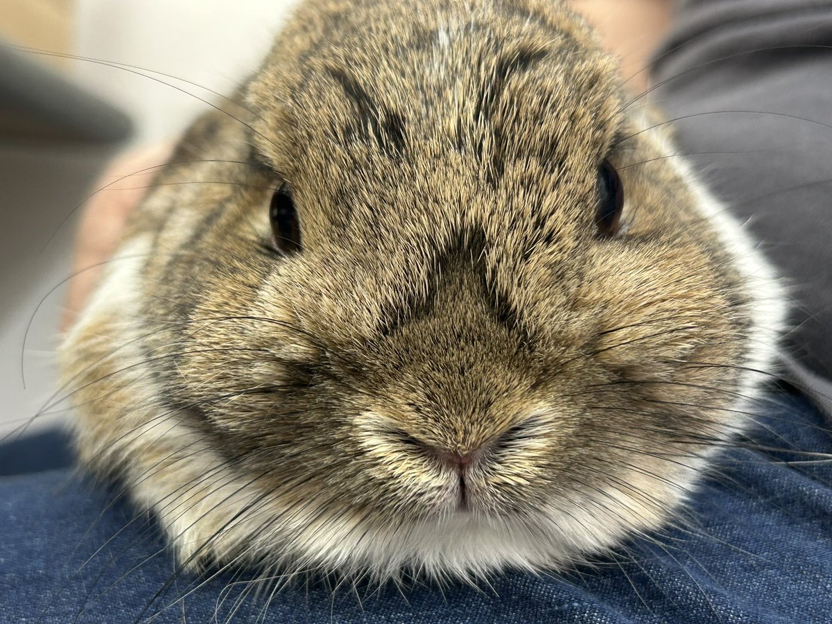 小林美代子/Miyoko Kobayashi tweet media