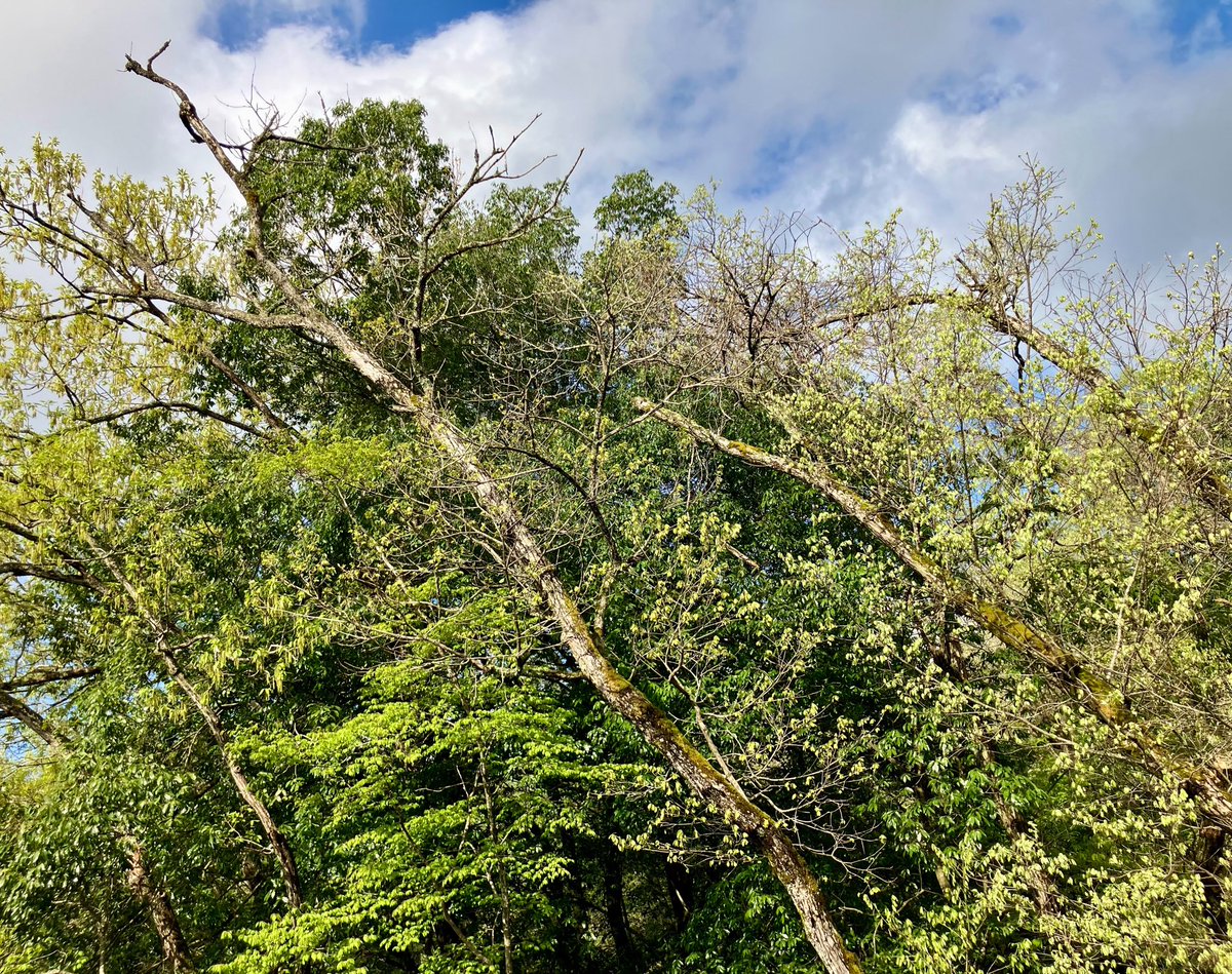 ヘリコプタム tweet media