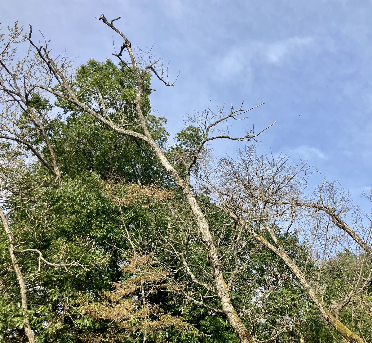 ヘリコプタム tweet media