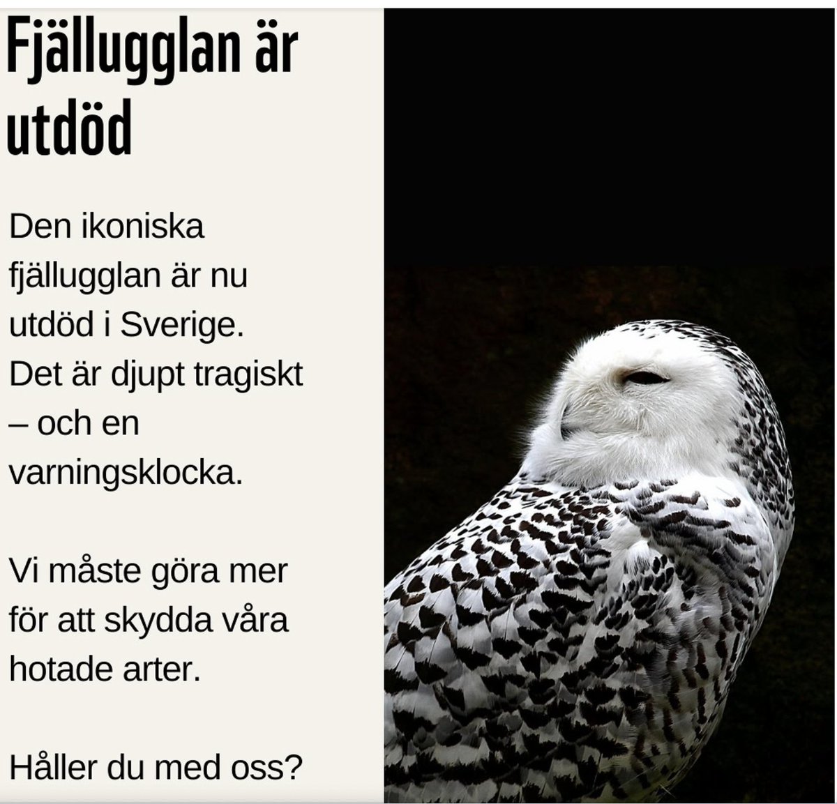 Anders Smedje tweet media