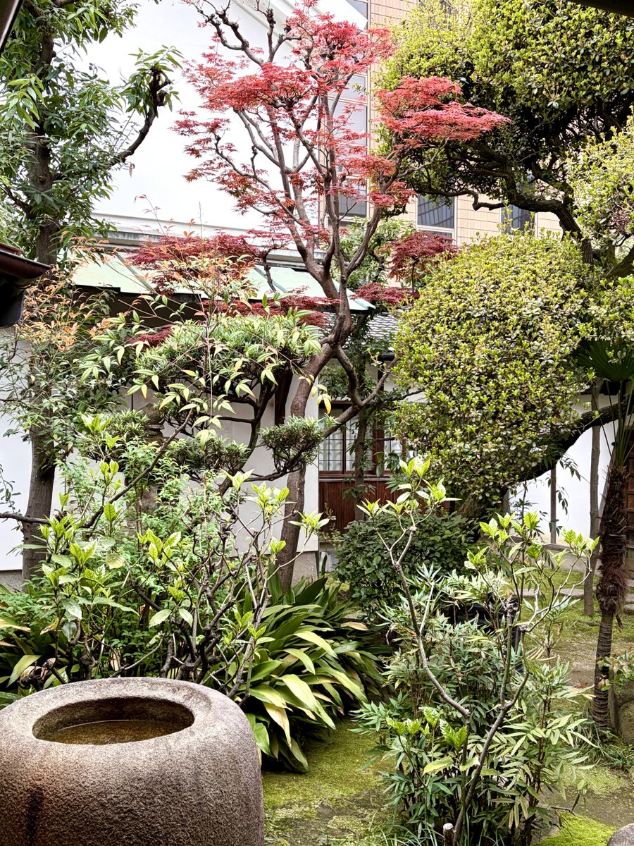 適塾のお庭では緑の中、目を引く春紅葉が見頃です。

＃適塾　＃春紅葉　＃大阪観光