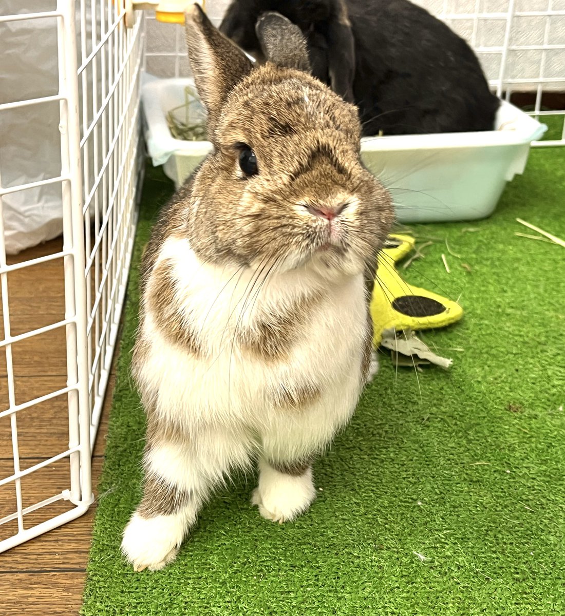 まきつぐみ🌱4/11～17森のしっぽたち tweet media