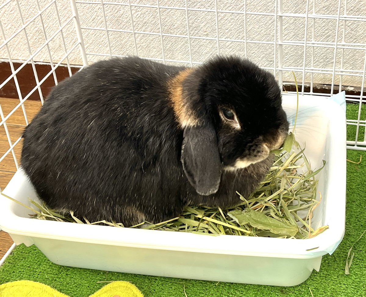 まきつぐみ🌱4/11～17森のしっぽたち tweet media