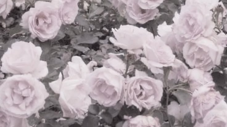 🩷4️⃣ tweet media