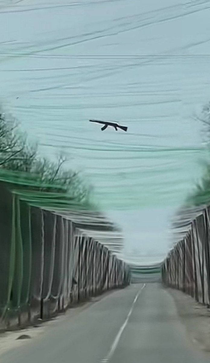 Doves Of Freedom tweet media