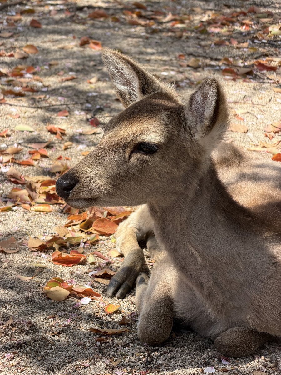 авокадо хасс 🥑 tweet media