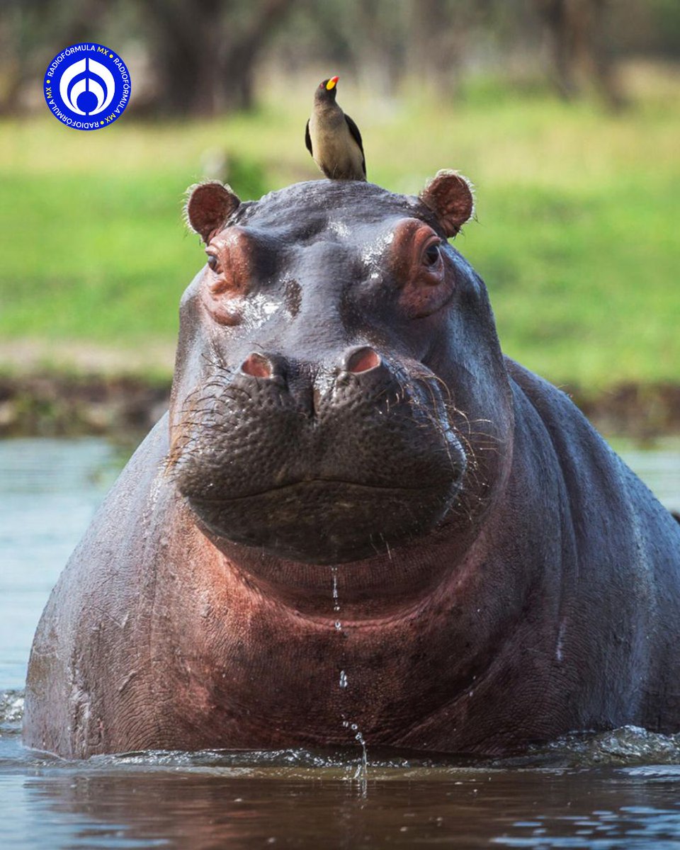 Grupo Fórmula tweet media