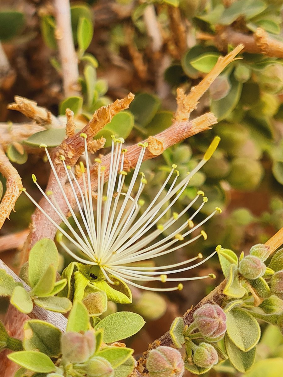 عبدالسلام السلمان tweet media