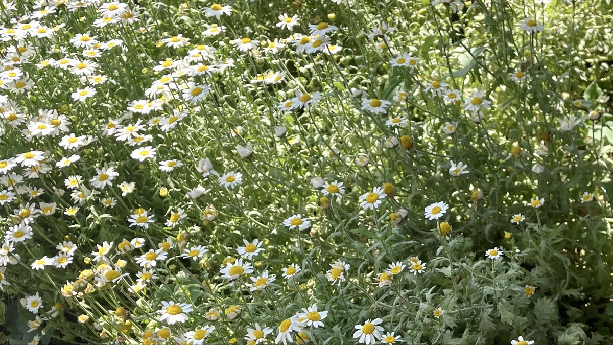 mizuho39650062's tweet image. ねえ本当に、わたしたちには、
お花畑こそが必要だと思うのよ。

#戦争に反対するお花畑の会
#あらゆる戦争に反対します
#NoWar