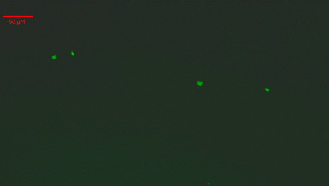 Lyndsey, RN 💜🐭 tweet media