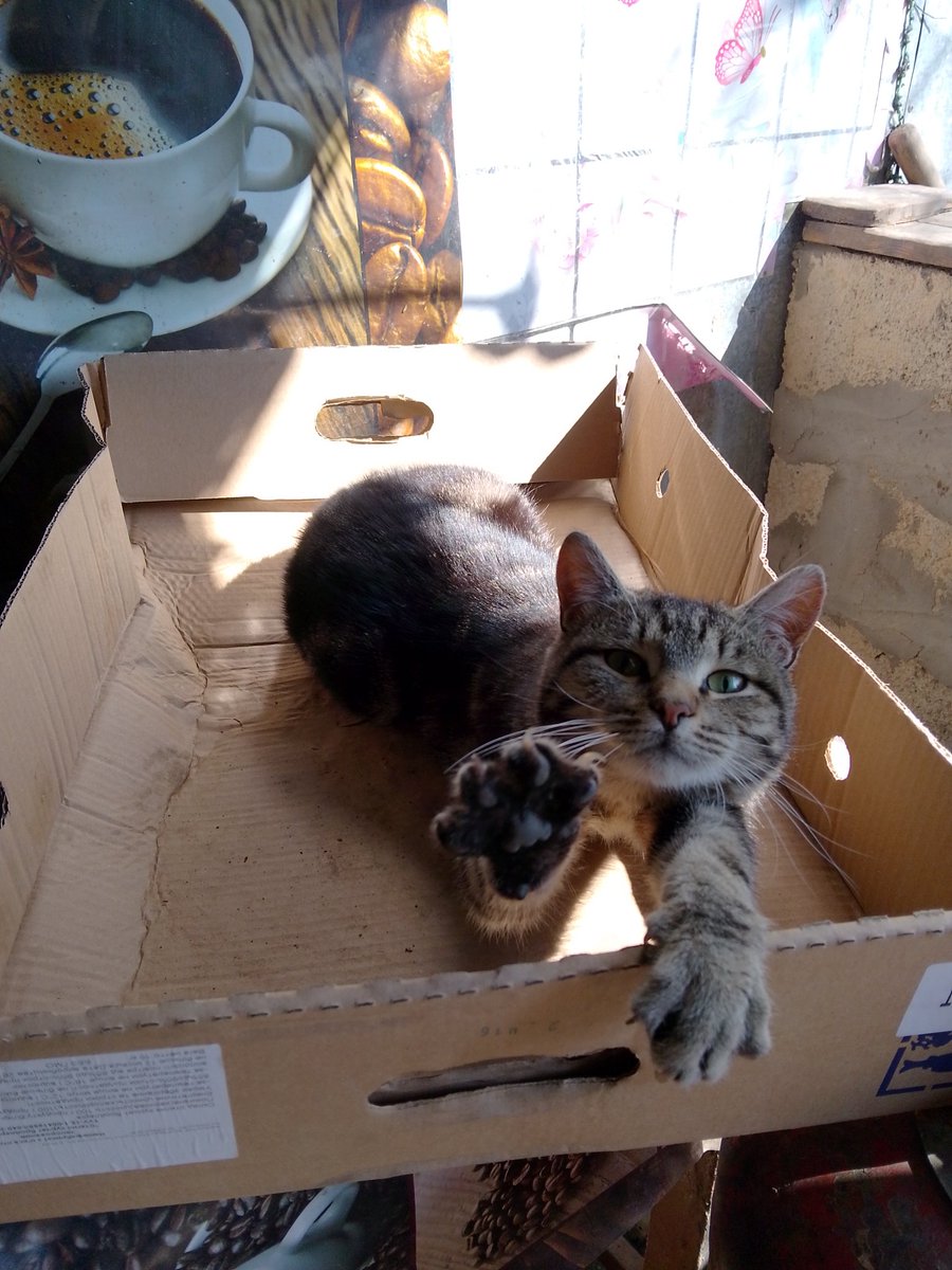 Хутряна срака любить коробки