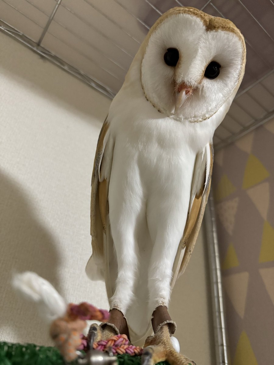 ここをロストしてから１ヶ月
目撃情報なし
どこかで飼われてるんだよね！
そうであってほしいです

最近野鳥がピリピリしてて
夜中も鳴いてる！！
竹藪見に行ったもん笑

#メンフクロウ