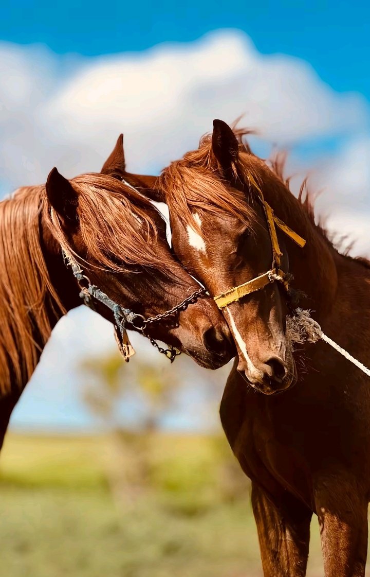 توليب tweet media