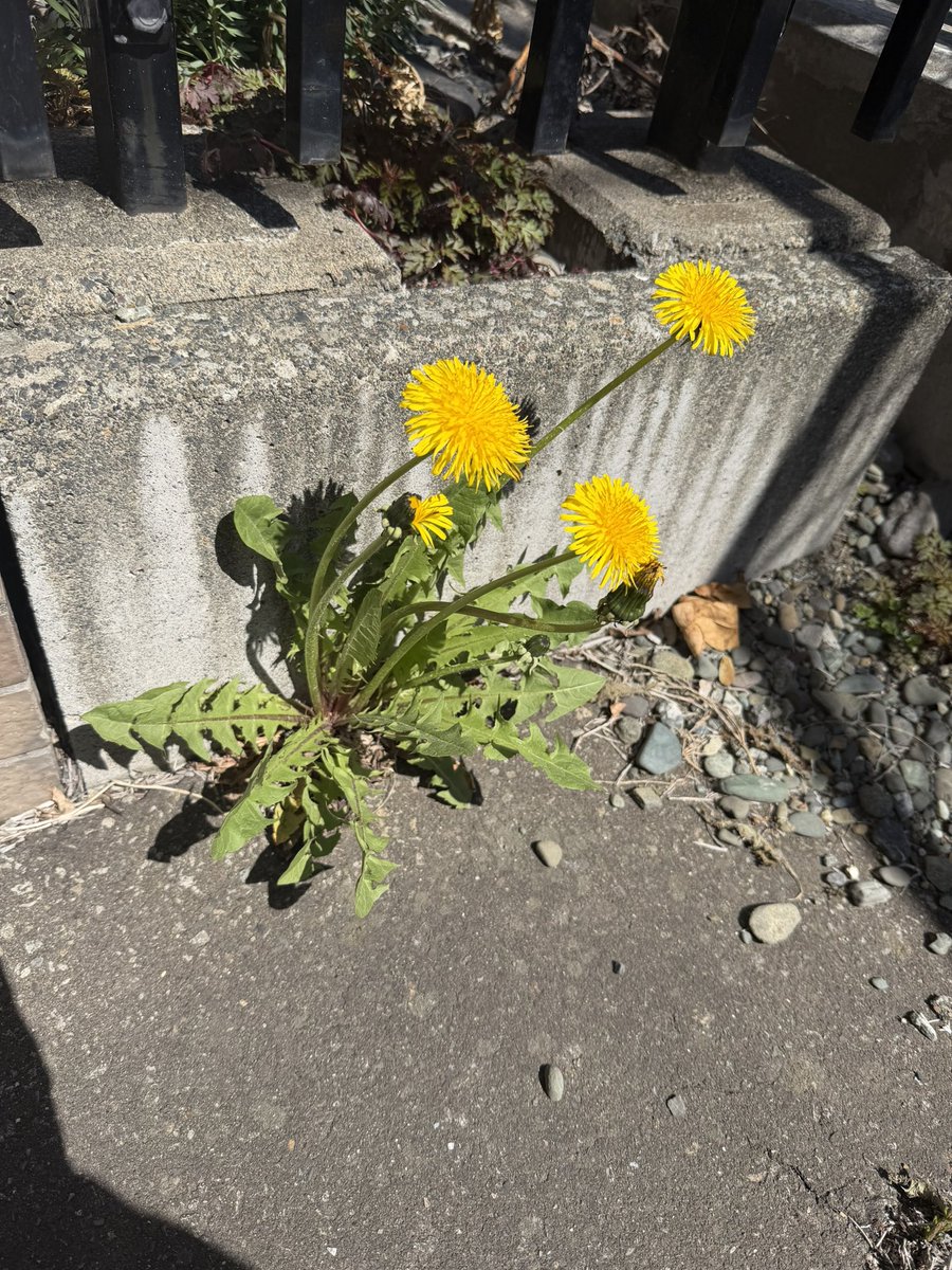 アラチャン tweet media