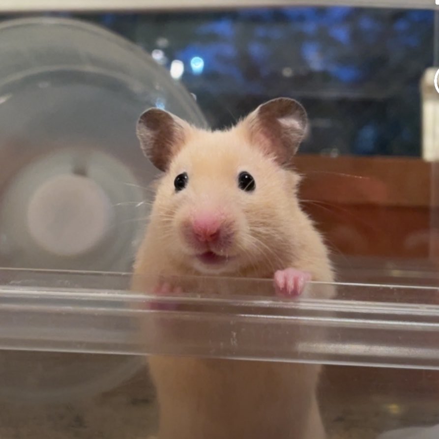 hamster