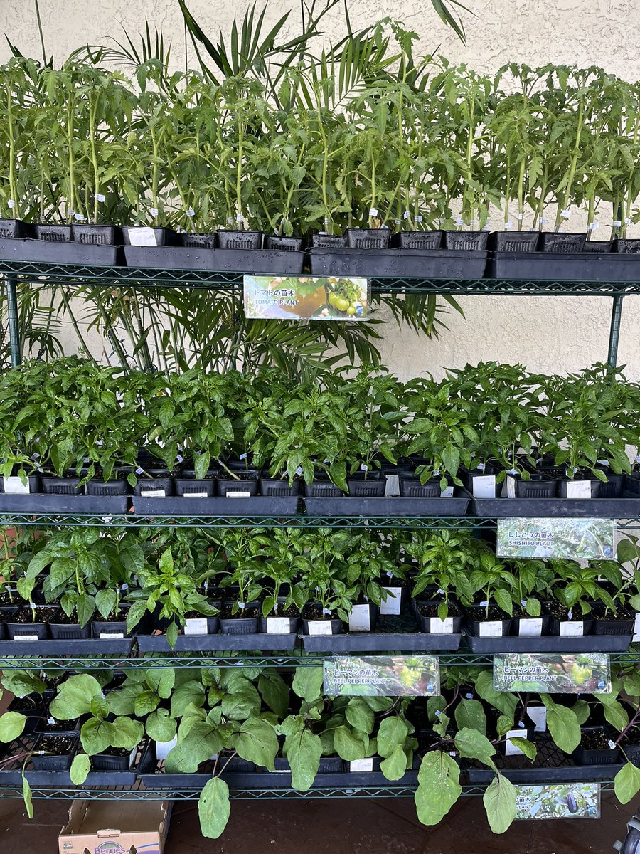 The season of plant has arrived🌱
苗の季節到来！

#nijiyamarket