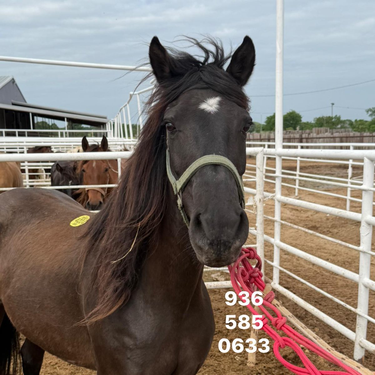 WildCorp's tweet image. #share We are going to start fundraising for 2 mustangs &amp;amp; 1 burro at Last Chance including transport &amp;amp; qt We have a Angel Donor match for $1885 Once we can get these 3 saved we will work on more All donations go toward these 3🔽 paypal.com/donate/?hosted… venmo.com/u/SaveourWildH…