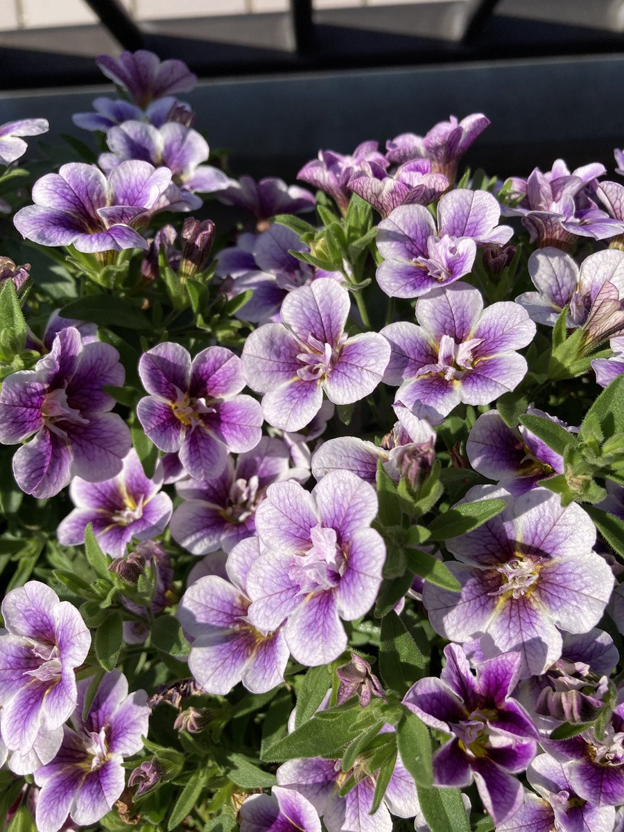 ふんわり tweet media