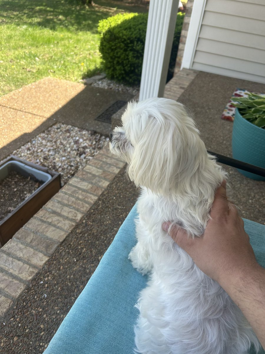 Stupid orange bat tweet media