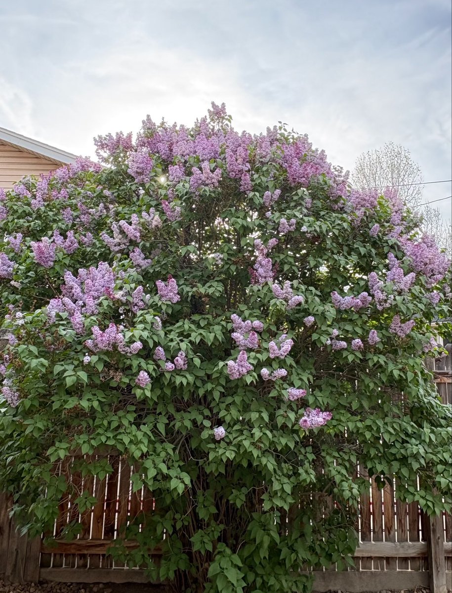 Shyaa 🇲🇽 tweet media