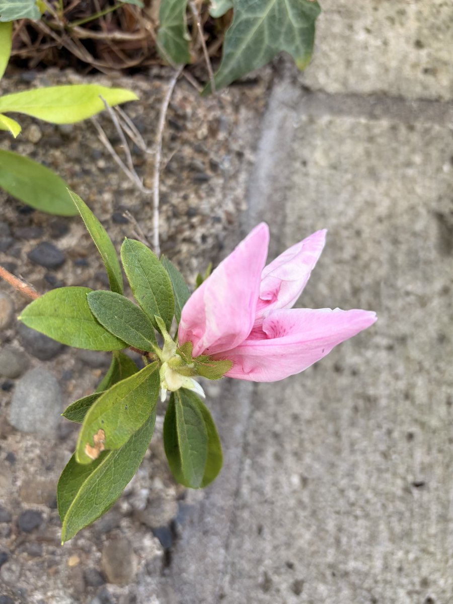 harumidori_wano's tweet photo. さぁ今度はこちら😊
#蕾 #つつじ
#flowerbud https://t.co/FgR07gIdHS