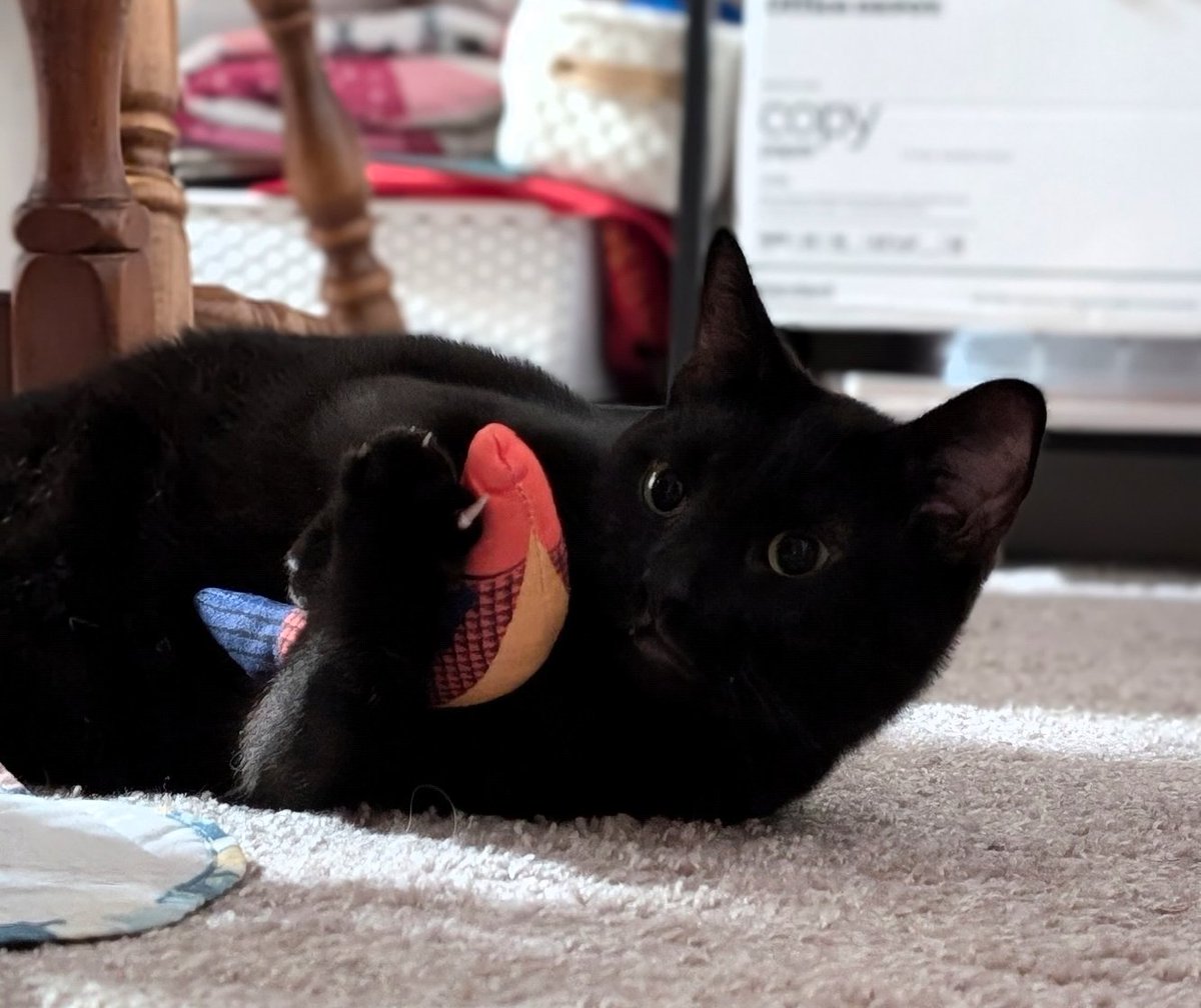 averageskillets's tweet photo. @TheMaestroTeam @edmundmcmillen Izzy- Thief, known as our local terror 
Al- Cleric, beloved by all and true gentlemen 
Spoons- Butcher, will clean ALL the plates
#MERCHGENICSCONTEST https://t.co/PYEMlvZlMV