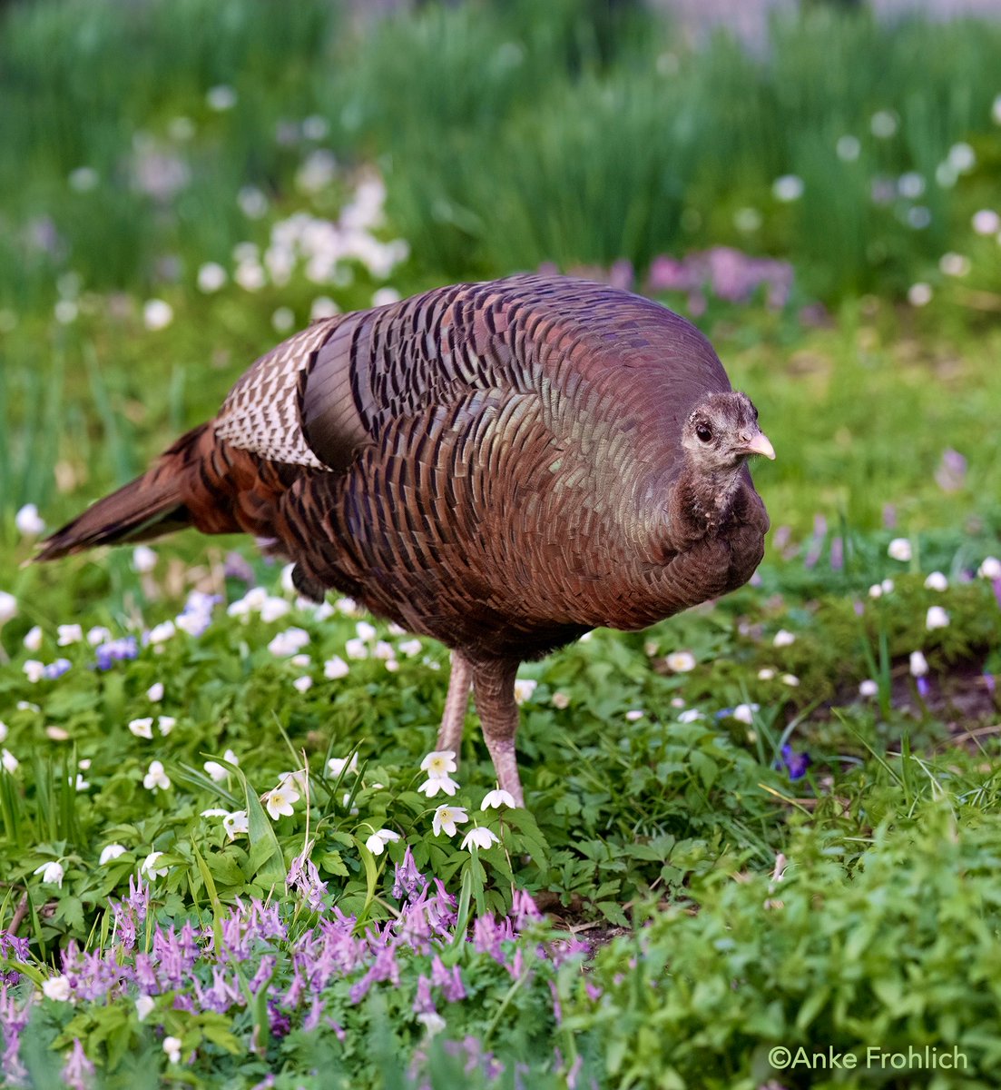 Anke Frohlich Photography tweet media