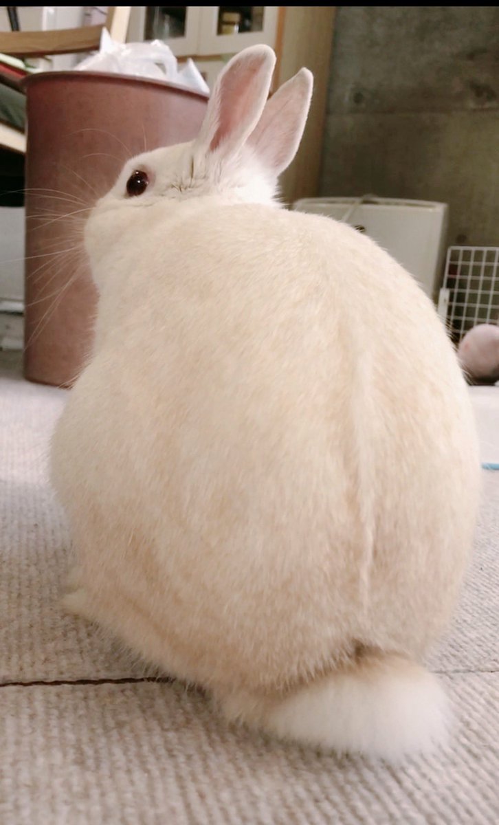 千代屋 tweet media