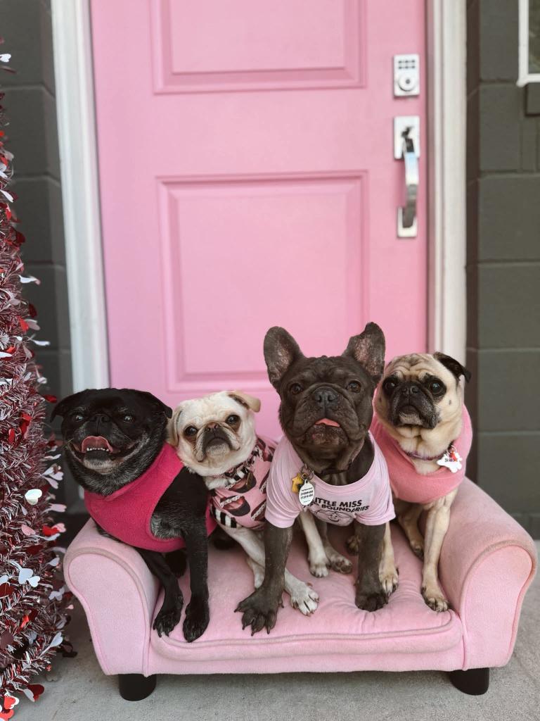PugRescueAustin's tweet photo. A bit of a belated announcement, but
We adopted Celeste, now Ponyo, to our crew 🫶🏻 💙 https://t.co/E0LyLvyhho