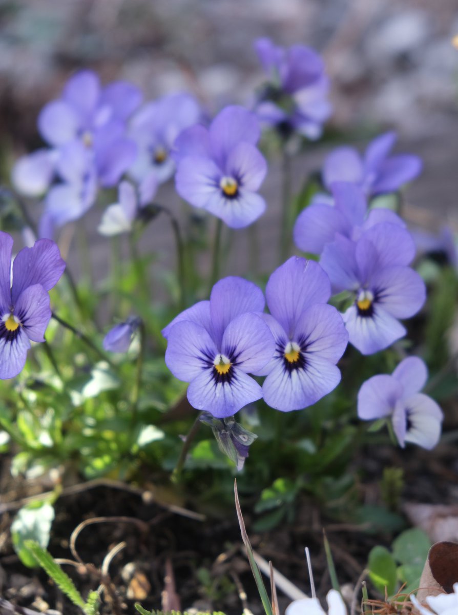 徳井いつこ tweet media