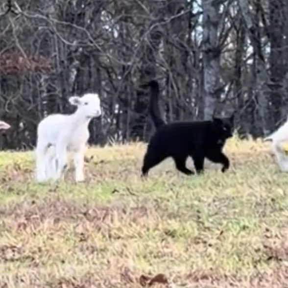 big dennis whitaker fan tweet media