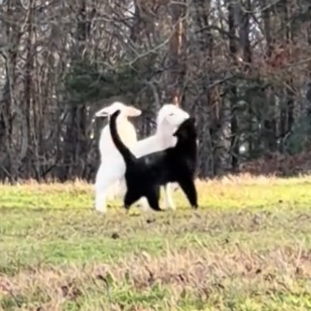 big dennis whitaker fan tweet media